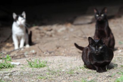 En poco más de dos meses se han esterilizado 236 gatos en Ponferrada para controlar la población.