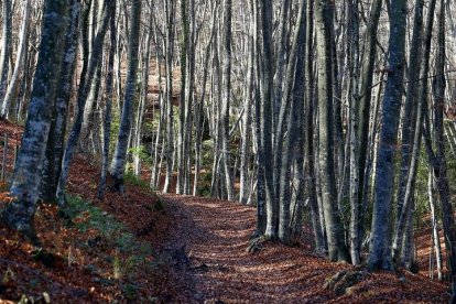 Vista de un bosque en La Garrotxa (Gerona).