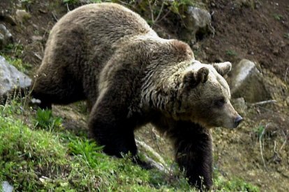 Foto de archivo de un oso pardo. EFE/ARCHIVO/jlc