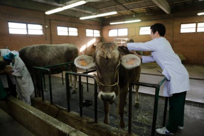 Un alumno de la facultad de Veterinaria en León