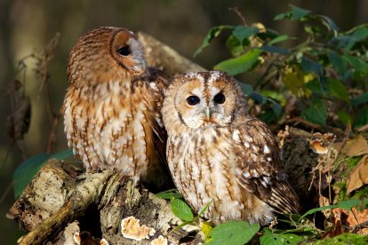 SEO/BIRDSLIFE - Archivo