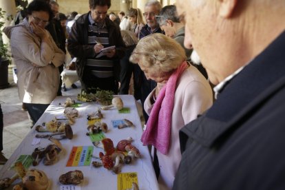 Exposición de setas de la Sociedad Micológica San Jorge.