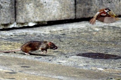 STG.02 Santiago de Compostela, 06/07/01.- Un jóven gorrión escapa volando ante la amenaza de una rata que deambulaba esta mañana en las inmediaciones de una obra en una calle del centro compostelano. El pájaro sintió curiosidad y se acercó al roedor, que rápidamente intentó capturarlo, sin éxito. EFE/Lavandeira Jr