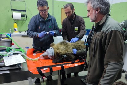 Los técnicos de la Junta liberan al osezno de Barniedo tras terminar su etapa de aclimatación en la finca del monte de Valsemana