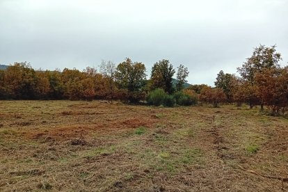 Desbroce en el bosque de Valdavido.
