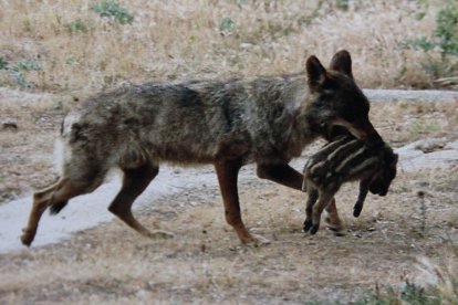 Ejemplar captado de un lobo transportando a su presa por los campos de León.