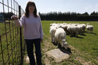 Pilar de Frutos en una de las praderas del IGM CSIC-ULE con un hatajo de ovejas de la finca de investigación de Grulleros.