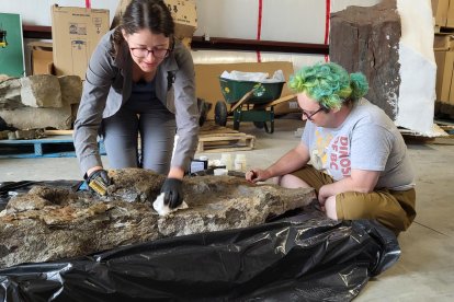 Miembros del equipo de investigación aplican consolidantes a una huella del espécimen tipo de Ruopodosaurus antes de hacer un molde de silicona. Crédito: Crédito Royal BC Museum/SOLO USO EDITORIAL