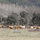 Vacas pastando en un prado de Babia. MARCIANO PÉREZ