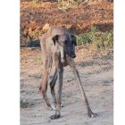 Un galgo abandonado intenta sostenerse en pie. EL BURRITO FELIZ