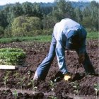 Un agricultor planta plantones de pimiento en el Bierzo, en una imagen de archivo. DL
