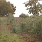 La comarca del Bierzo está apostando por nuevas plantaciones de olivo como la de la imagen. ANA F. BARREDO