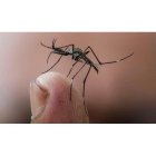 Los mosquitos son uno de los principales agentes transmisores de enfermedades.