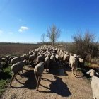 Las ovejas atraviesan una cañada. DL