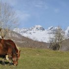 Imagen de archivo de una pradera en Soto de Sajambre, uno de los puntos elegidos para estudiar las praderas de Picos. JESÚS F. SALVADORES