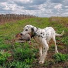 Un perro con una pieza cobrada en una de las jornadas de caza. DL