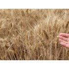 El cereal ha sido uno de los grandes afectados por la sequía que ha azotado el pasado 2023. JAVIER BELVER