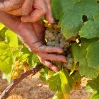 Racimo de uva Godello.
