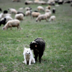 Un perro pastor y una oveja juegan en las montañas.