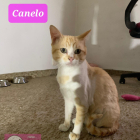 El gato Canelo.