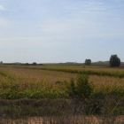 Campos de regadío de maíz.