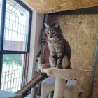 La gata Kili.