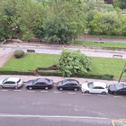 Imagen del árbol.