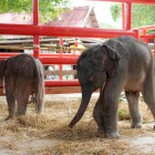 Una elefanta dio a luz a gemelos de distinto sexo en Tailandia, un fenómeno poco habitual entre estos animales que ha generado un gran interés por las pequeñas crías en un centro de paquidermos en la provincia de Ayuthaya. El centro de elefantes Royal Kraal indicó en su página de Facebook que las crías nacieron el pasado viernes, primero el macho, con un peso de 80 kilogramos, y 18 minutos después la hembra de 60 kilogramos, quienes recibirán sus nombres en los próximos días.- EFE/ Royal Kraal ***SOLO USO EDITORIAL/SOLO DISPONIBLE PARA ILUSTRAR LA NOTICIA QUE ACOMPAÑA (CRÉDITO OBLIGATORIO)***