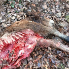 Captura del audiovisual de animales atacados por el lobo y el oso en distintas zonas de Castilla y León, que muestran la otra cara de la moneda al hablar de fauna salvaje.