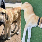 El antes y el después de Grace: el día que salió de la Yosa y en el jardín de su nueva casa.