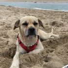 n la playa o en casa hay diferentes formas de proteger a tu perro para que no sufra un golpe de calor. claudia maturana.