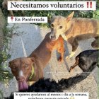 Perros rescatados por Peludines sin suerte
