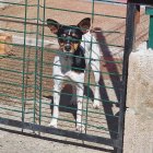 perro