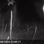 El vídeo del lobo que mató a 21 ovejas en Adrados