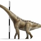 Reconstrucción de la forma de vida de Qunkasaura pintiquiniestra (Créditos:José Antonio Peñas Artero).