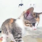 El gato Valentín.