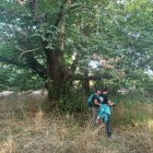 Técnicos de Cesefor recogen muestra en un soto de El Bierzo.