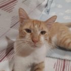 Atún, un gato que busca familia. Está en la Asociación Protectora de Animales Bastet.