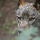 Un lobo Ibérico, en una fotografía de archivo. EFE/ J.L.Cereijido