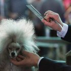 Concurso internacional de perros celebrado en León.