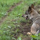 Un lobo Ibérico, en una fotografía de archivo. EFE/ J.L.Cereijido