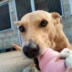Iris, la perra solidaria que busca una familia que la adopte.