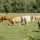 Vacas en una explotación ganadera de la provincia.