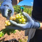 Uva Godello recogida en El Bierzo.