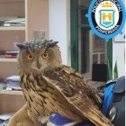 Búho Real rescatado por la Patrulla Verde de la Policía Municipal de Ponferrada