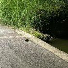 Ratas en eñ parque de La Chantría.