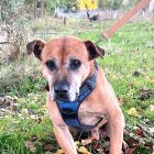 Junior, el abuelo de la Protectora de León que busca una casa para pasar el invierno.