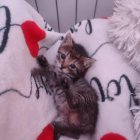 Gus, el casi recién nacido que busca familia.