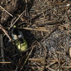 La zapatilla de un niño entre cañas en la playa de Marianet, en Valencia.