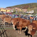 Vacas en Riaño.